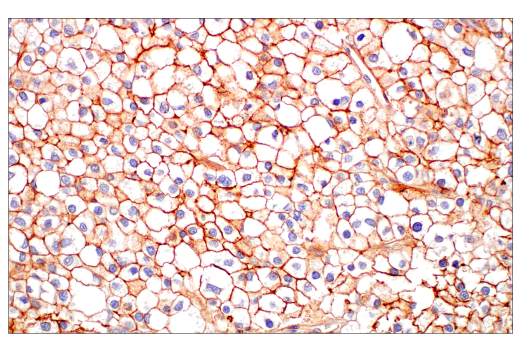 Immunohistochemistry Image 3: JAM-A (E8D2N) Rabbit Monoclonal Antibody