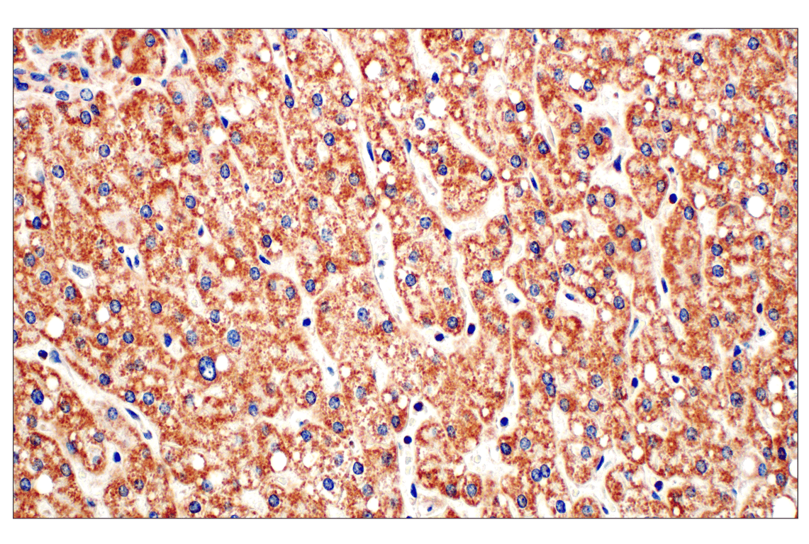 Immunohistochemistry Image 6: Frataxin (F4V2S) Rabbit Monoclonal Antibody