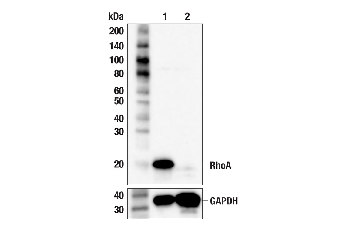 Western Blotting Image 3: RhoA (67B9) Rabbit Monoclonal Antibody
