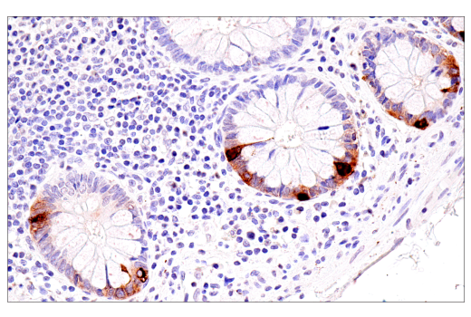Immunohistochemistry Image 3: CHGA (5H7) Mouse Monoclonal Antibody