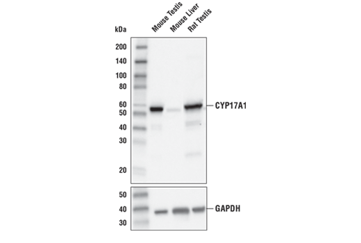 Western Blotting Image 1: CYP17A1 (E6A7G) XP<sup>®</sup> Rabbit mAb