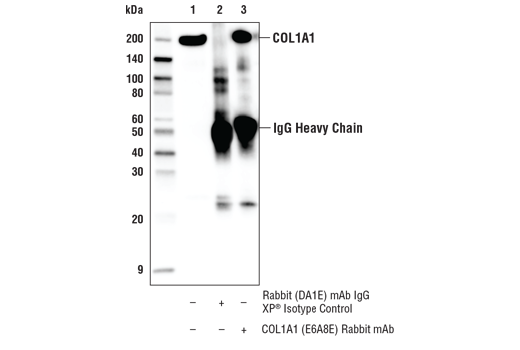 undefined Image 13: ECM Profiling Antibody Sampler Kit