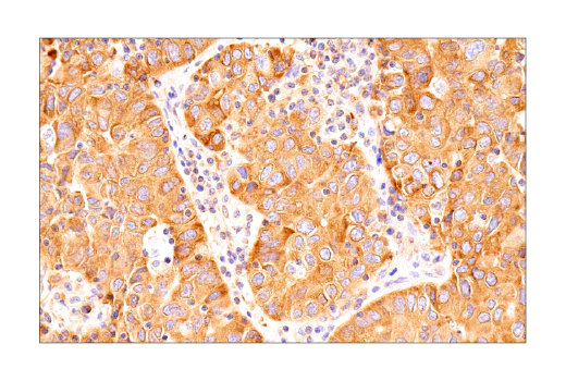 Immunohistochemistry Image 2: UBAP2L (E5X4E) Rabbit Monoclonal Antibody