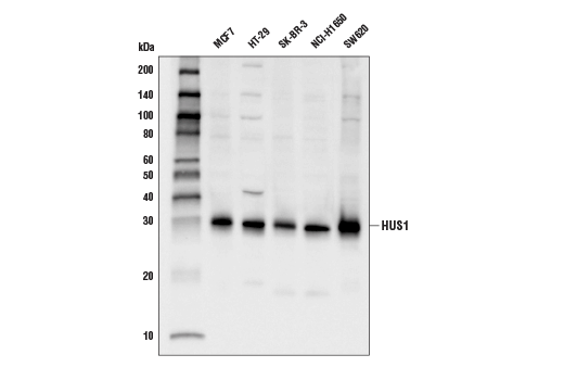 Western Blotting Image 1: HUS1 (D4J9H) Rabbit mAb