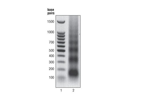 undefined Image 1: SimpleChIP<sup>®</sup> Enzymatic Chromatin IP Kit (Magnetic Beads)