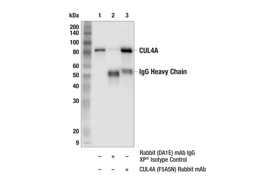 Immunoprecipitation Image 1: CUL4A (F5A5N) Rabbit Monoclonal Antibody