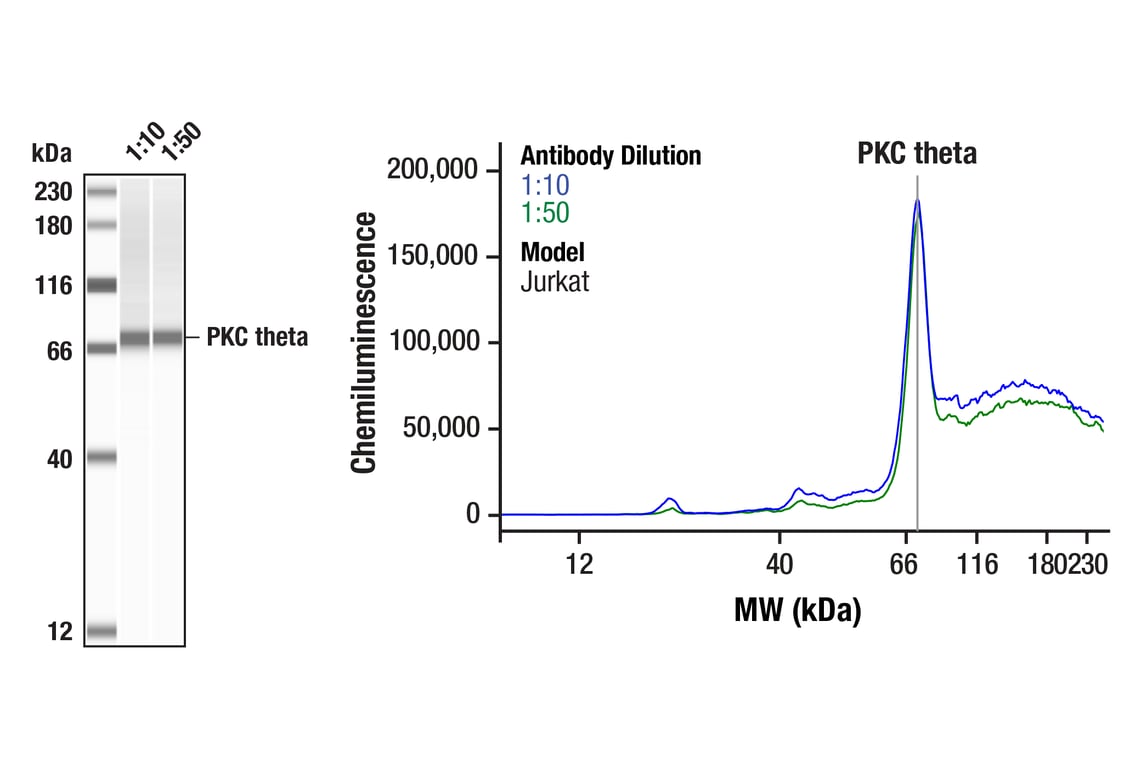 Western Blotting Image 1: PKC theta (E1I7Y) Rabbit Monoclonal Antibody