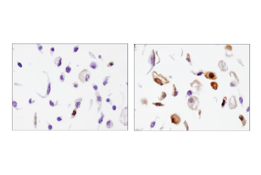 Immunohistochemistry Image 3: β-Arrestin 1 (D7Z3W) XP<sup>®</sup> Rabbit mAb (BSA and Azide Free)