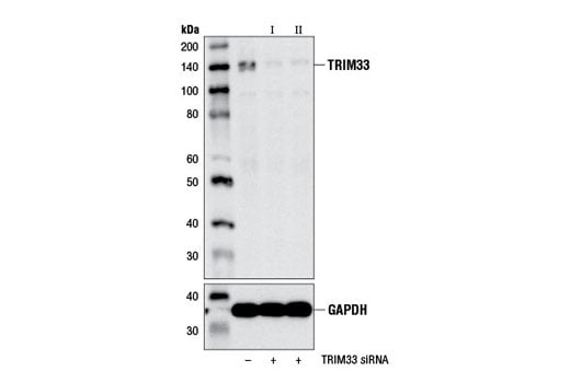 Western Blotting Image 1: TRIM33 (E1N2Z) Rabbit mAb