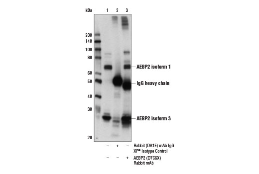 undefined Image 22: Polycomb Group 2 (PRC2) Antibody Sampler Kit