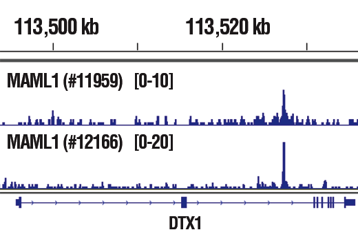 Chromatin Immunoprecipitation Image 1: MAML1 (D3E9) Rabbit Monoclonal Antibody