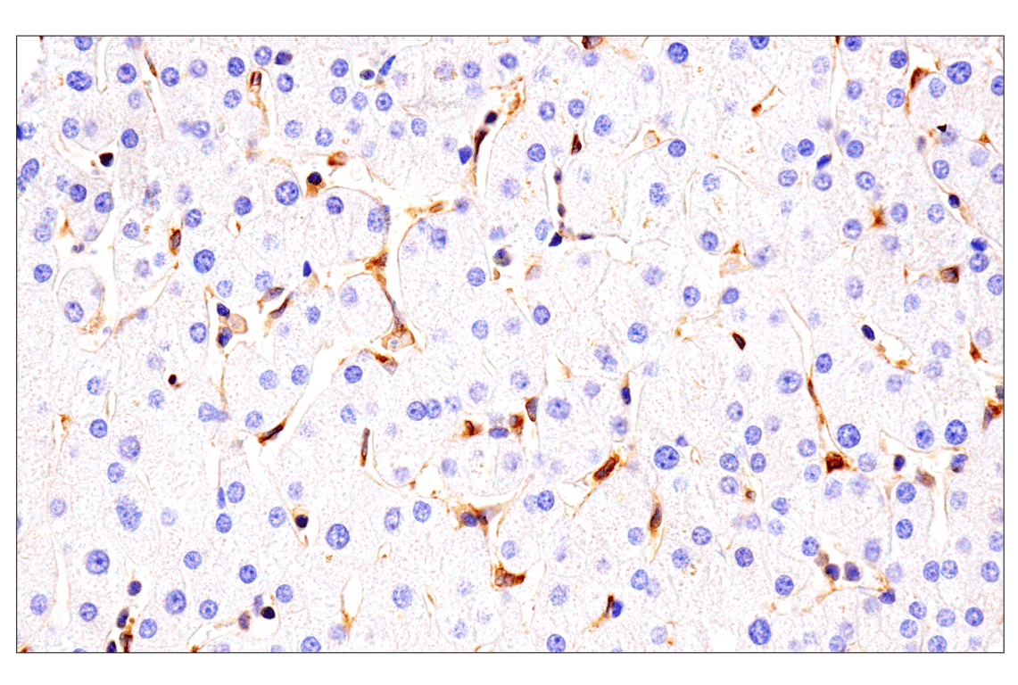 Immunohistochemistry Image 10: HLA-E (MEM-E/02) Mouse Monoclonal Antibody