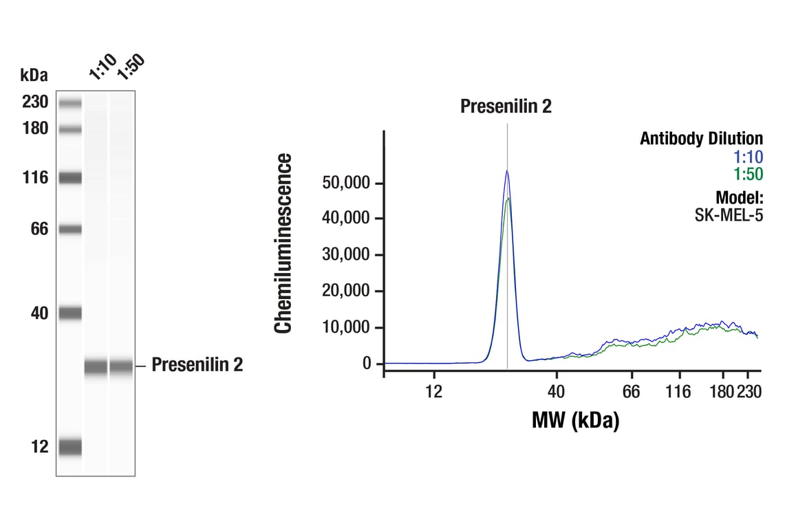 Western Blotting Image 1: Presenilin 2 (F7E5Q) Rabbit Monoclonal Antibody