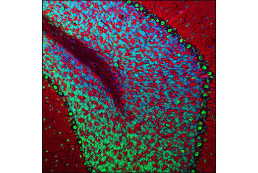 Immunofluorescence Image 1: Lamin A/C (4C11) Mouse mAb (Alexa Fluor<sup>®</sup> 488 Conjugate)