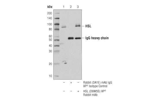 Immunoprecipitation Image 1: HSL (D6W5S) XP<sup>®</sup> Rabbit mAb