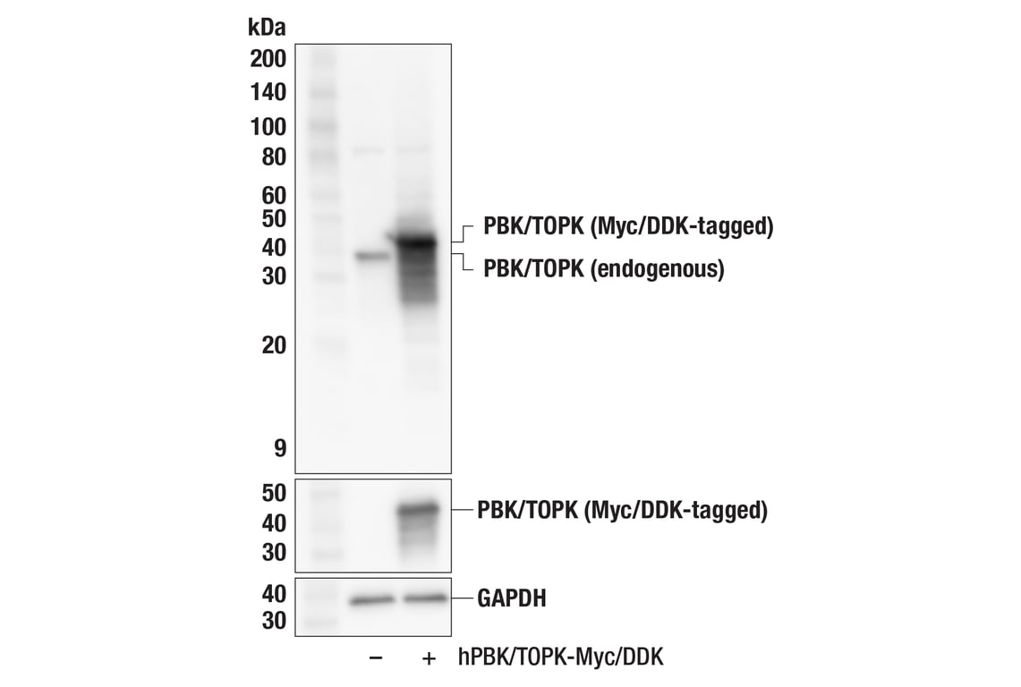 Western Blotting Image 3: PBK/TOPK (F2X2Z) Rabbit Monoclonal Antibody