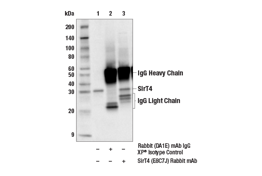 Immunoprecipitation Image 1: SirT4 (E8C7J) Rabbit Monoclonal Antibody
