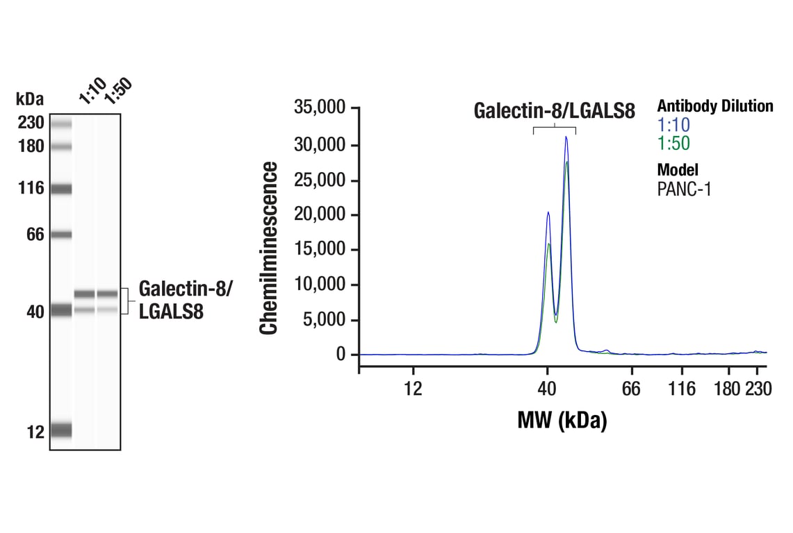 Western Blotting Image 1: Galectin-8/LGALS8 (F9O3T) Rabbit Monoclonal Antibody