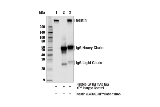 Immunoprecipitation Image 1: Nestin (E4O9E) Rabbit Monoclonal Antibody