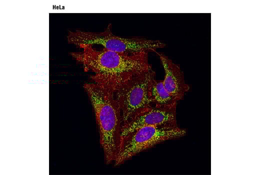 Immunofluorescence Image 1: C1QBP (D7H12) Rabbit Monoclonal Antibody