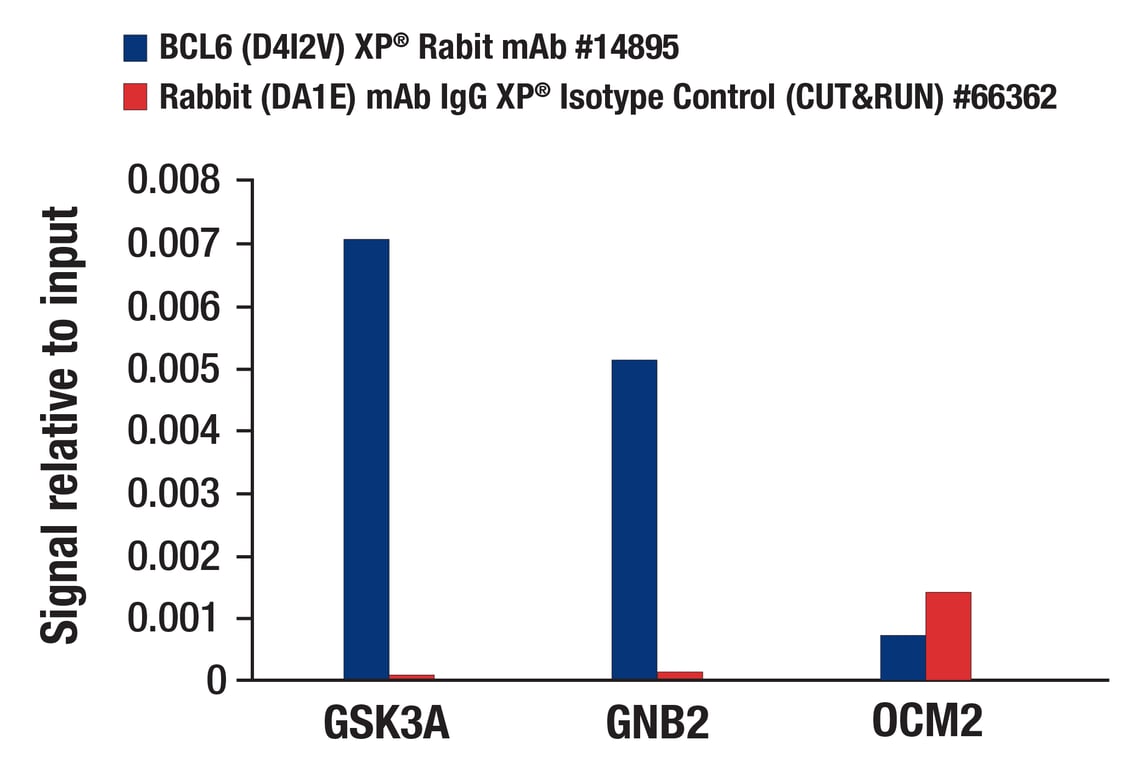 ビビ BCL6 (D4I2V) XP® Rabbit mAb | Cell Signaling Technology