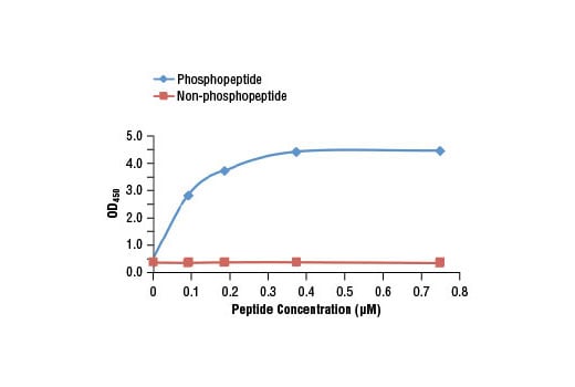 E Image 1: Anti-biotin (D5A7) Rabbit Monoclonal Antibody