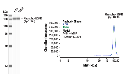 Western Blotting Image 1: Phospho-EGF Receptor (Tyr1068) (D7A5) Rabbit Monoclonal Antibody