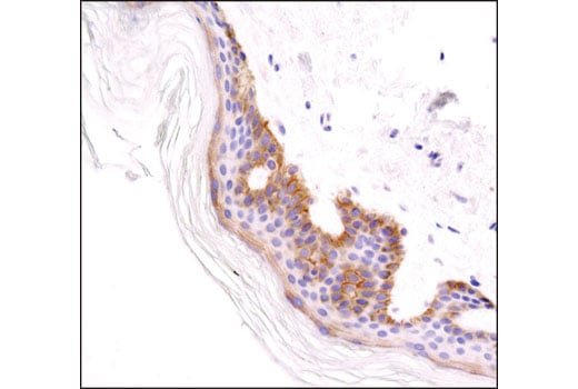 Immunohistochemistry Image 4: Integrin beta1 (D2E5) Rabbit Monoclonal Antibody (BSA and Azide Free)