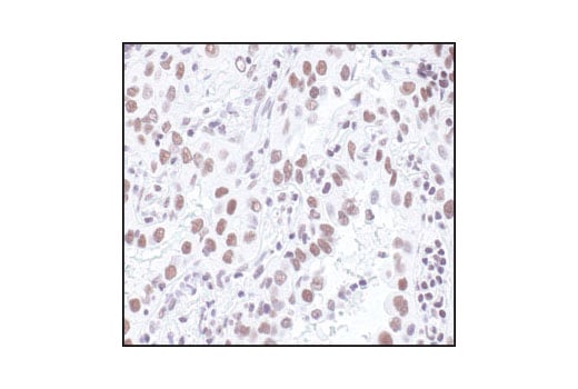 Immunohistochemistry Image 2: Ku80 Antibody