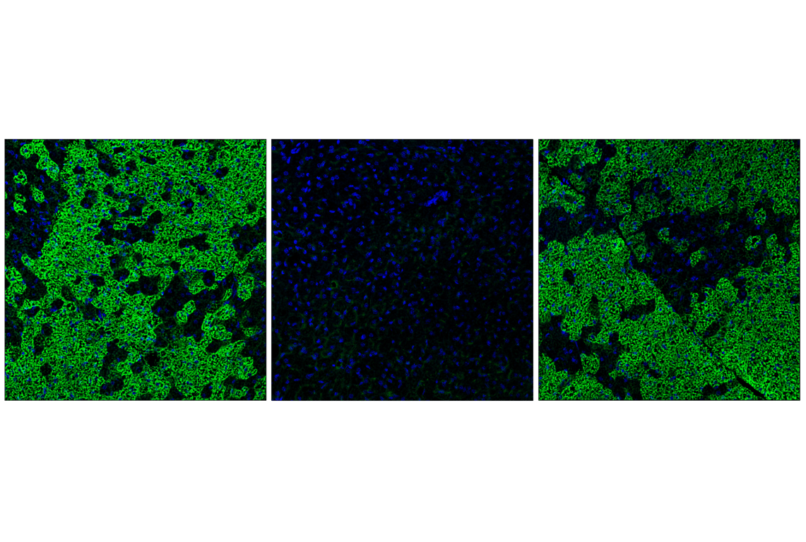 Immunofluorescence Image 3: Phospho-Pyruvate Dehydrogenase alpha1 (Ser293) (E4V9L) Rabbit Monoclonal Antibody