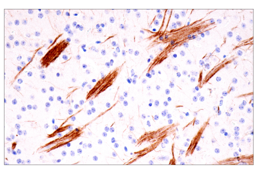 Immunohistochemistry Image 3: Neurofilament-H (E7Z7G) Rabbit Monoclonal Antibody (BSA and Azide Free)
