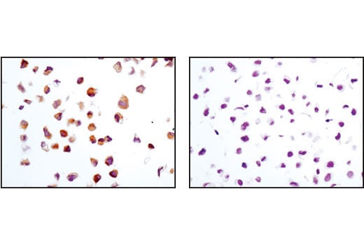 Immunohistochemistry Image 3: TRAIL (C92B9) Rabbit Monoclonal Antibody (BSA and Azide Free)