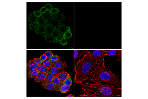 Immunofluorescence Image 1: RIP3 (E7A7F) Rabbit Monoclonal Antibody