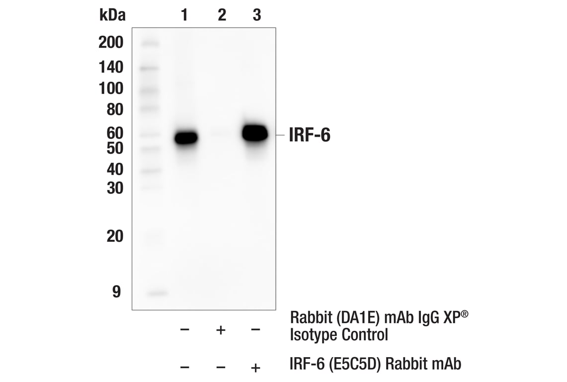 Immunoprecipitation Image 1: IRF-6 (E5C5D) Rabbit Monoclonal Antibody