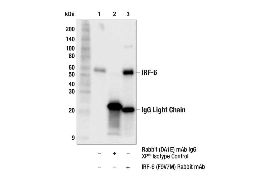 Immunoprecipitation Image 1: IRF-6 (F9V7M) Rabbit Monoclonal Antibody