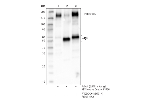 Immunoprecipitation Image 1: PTK7/CCK4 (D2Z1N) Rabbit Monoclonal Antibody