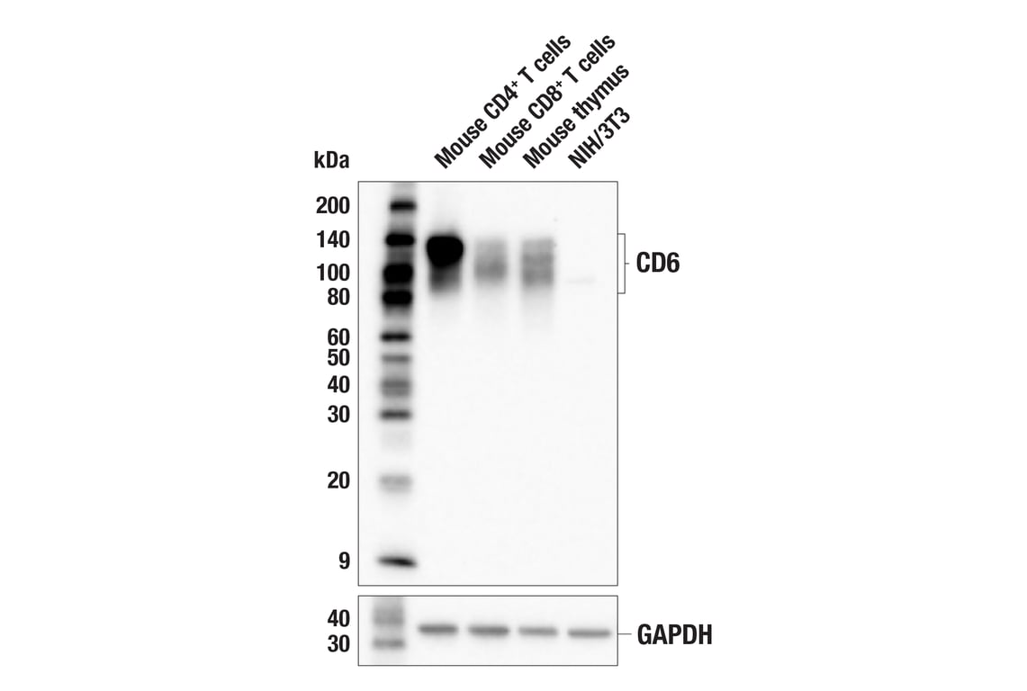 Western Blotting Image 1: CD6 (E9Q1V) Rabbit mAb (BSA and Azide Free)