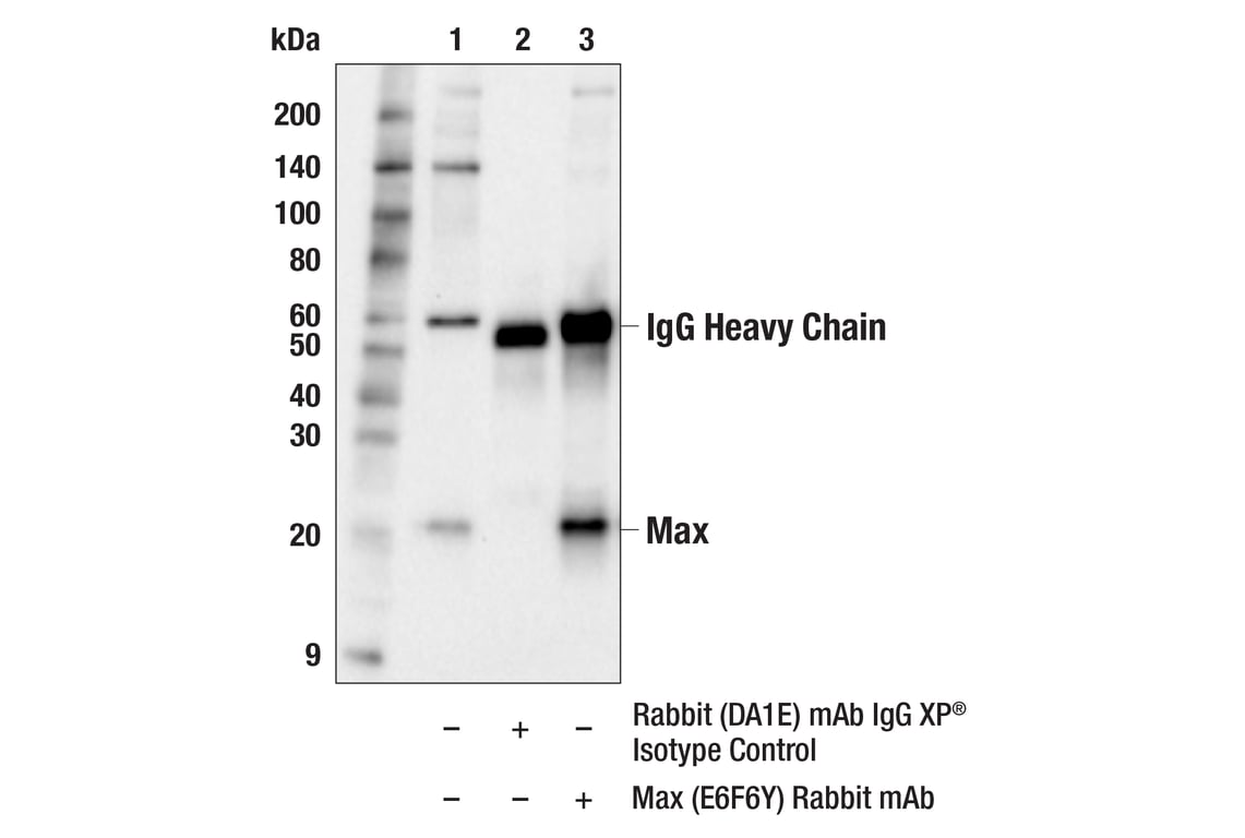 Immunoprecipitation Image 1: Max (E6F6Y) Rabbit Monoclonal Antibody