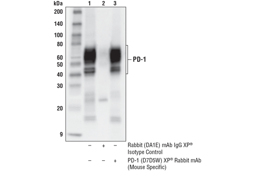 Immunoprecipitation Image 1: PD-1 (Intracellular Domain) (D7D5W) Rabbit Monoclonal Antibody