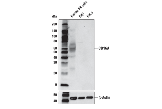 Western Blotting Image 2: CD16A (D8W2O) Rabbit Monoclonal Antibody