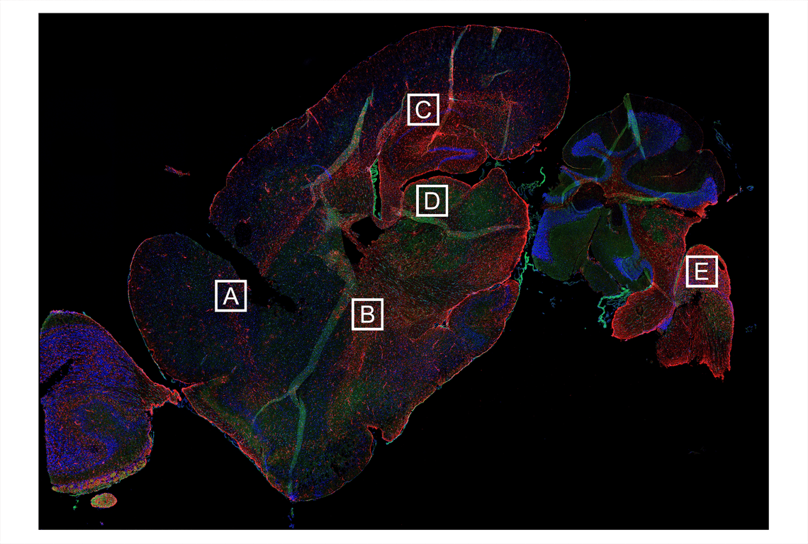 Immunofluorescence Image 2: Smac/Diablo (D5S3R) Rabbit Monoclonal Antibody (BSA and Azide Free)