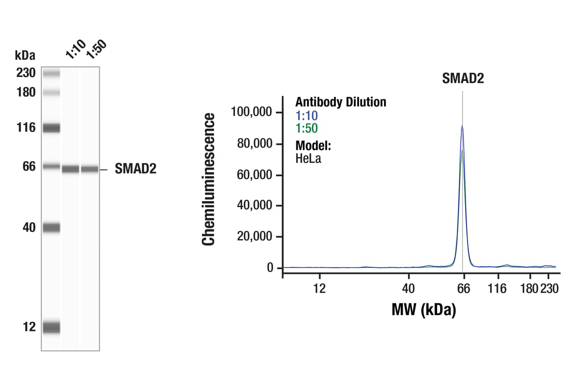 Western Blotting Image 1: SMAD2 (L16D3) Mouse Monoclonal Antibody