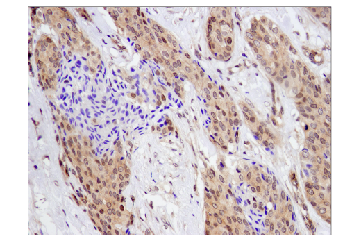 SMAD4 (D3R4N) XP® Rabbit mAb (BSA and Azide Free) (#73885