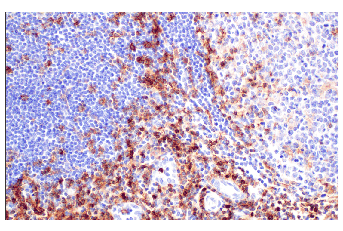Immunohistochemistry Image 5: CD4 (MSVA-004R) Rabbit Monoclonal Antibody
