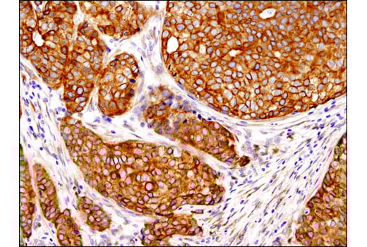 Immunohistochemistry Image 1: PGRMC1 (D6M5M) Rabbit Monoclonal Antibody