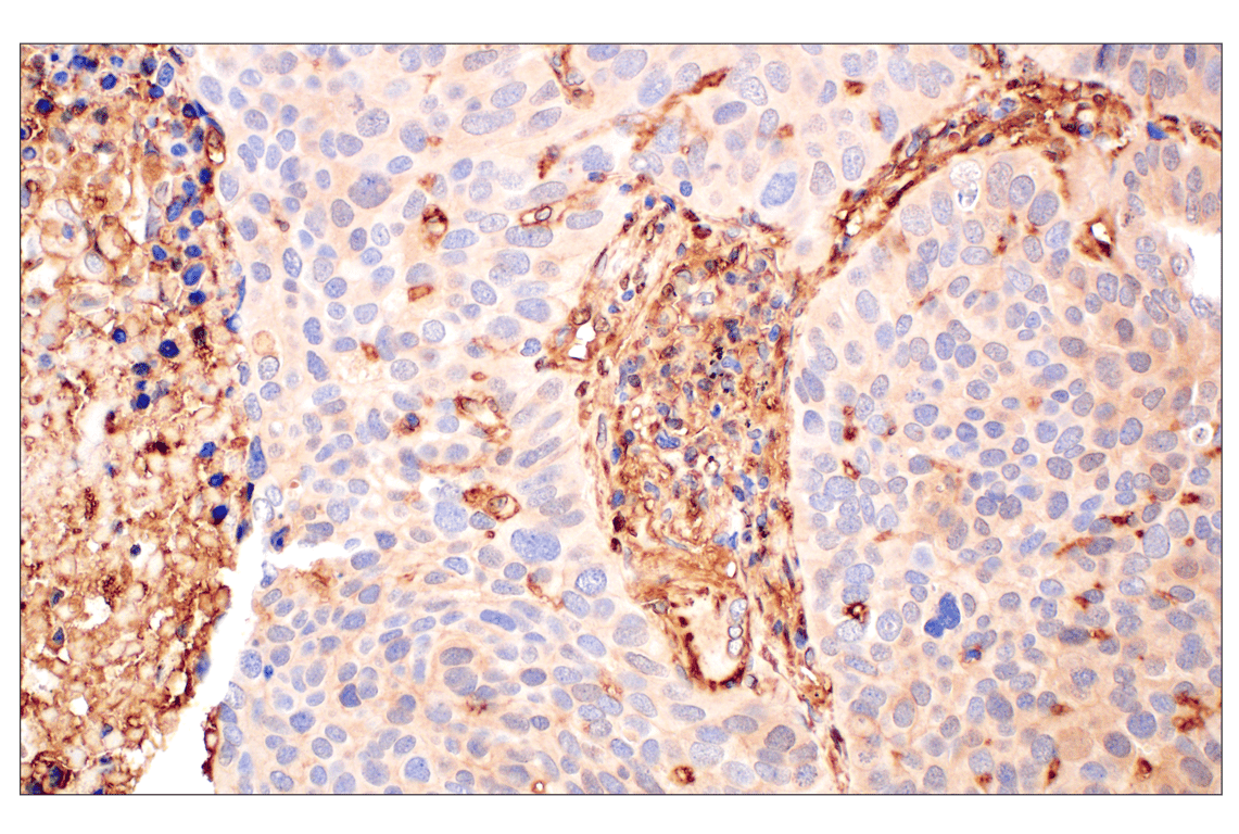 Immunohistochemistry Image 2: Annexin V (E3W8V) Rabbit Monoclonal Antibody (BSA and Azide Free)