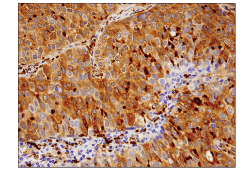 Immunohistochemistry Image 4: Phospho-Glycogen Synthase (Ser641) (D4H1B) Rabbit Monoclonal Antibody (BSA and Azide Free)