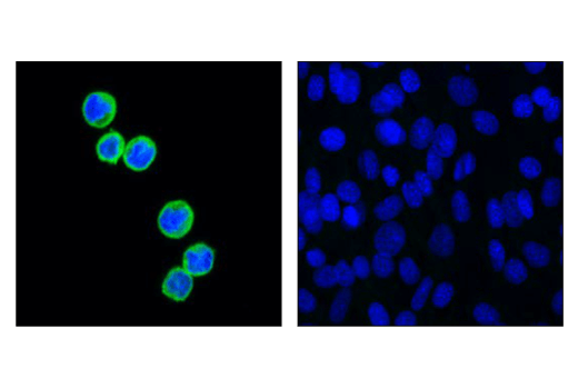 Immunofluorescence Image 1: HS1 (D5A9) Rabbit Monoclonal Antibody (BSA and Azide Free)