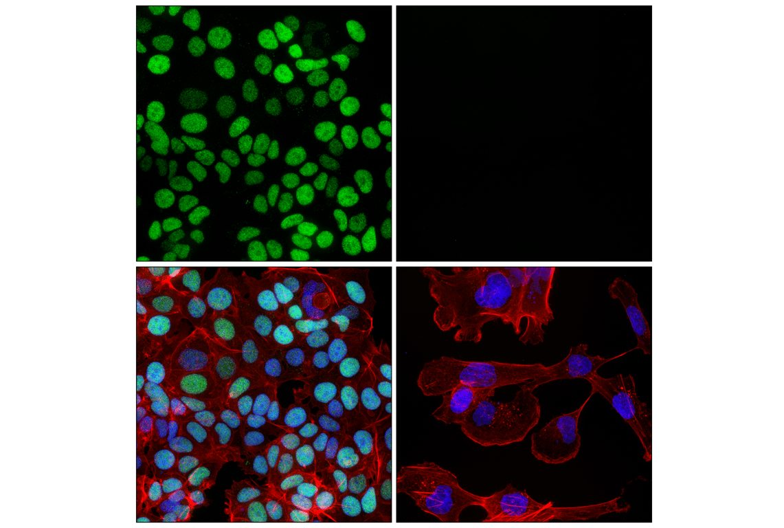 Immunofluorescence Image 1: Rb (4H1) Mouse Monoclonal Antibody