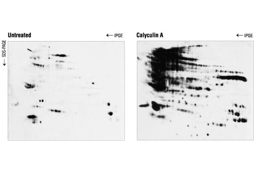 Western Blotting Image 2: Phospho-(Ser) 14-3-3 Binding Motif Antibody